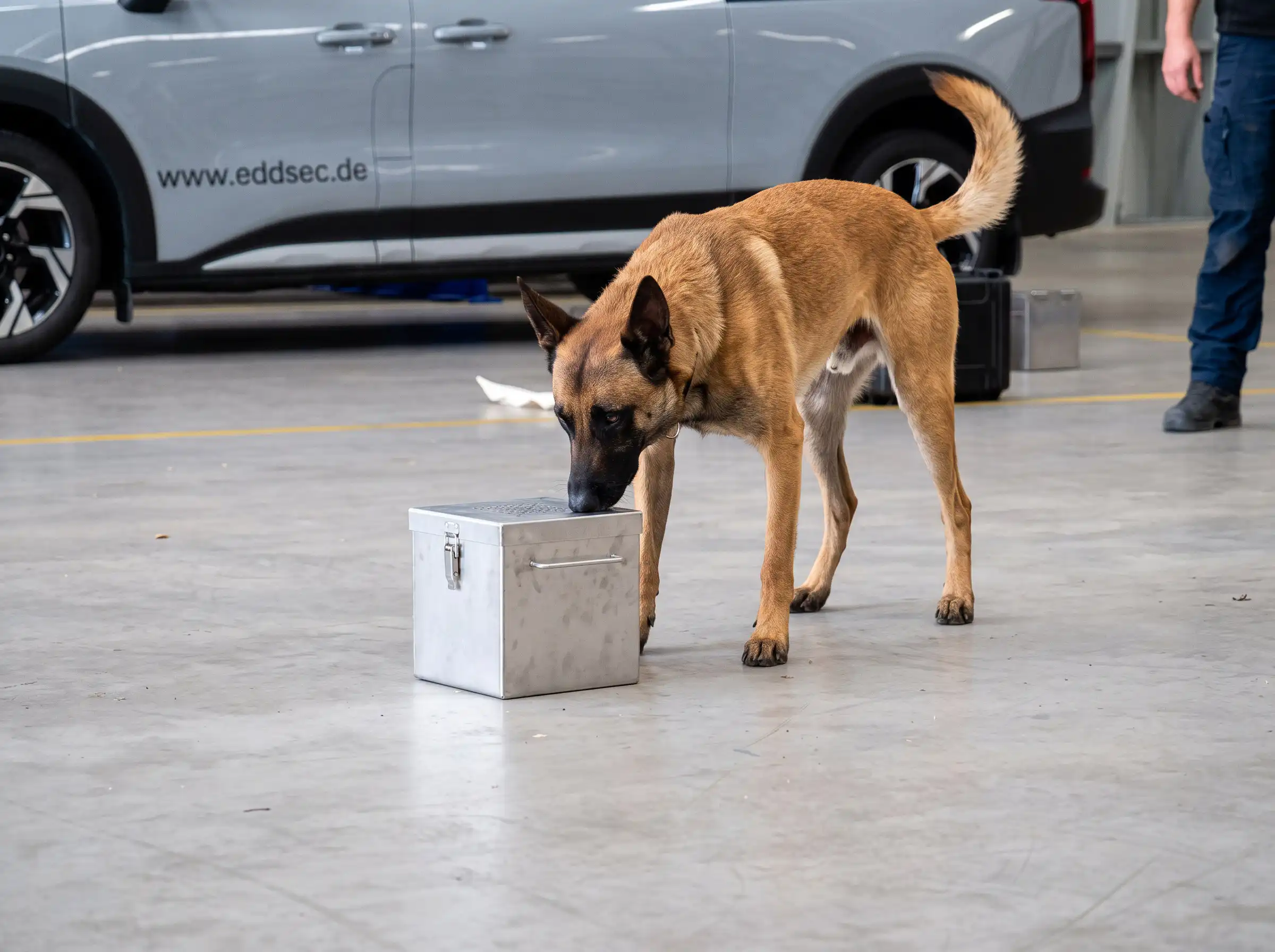Training und Schulung eines Malinois Sprengstoffspürhundes