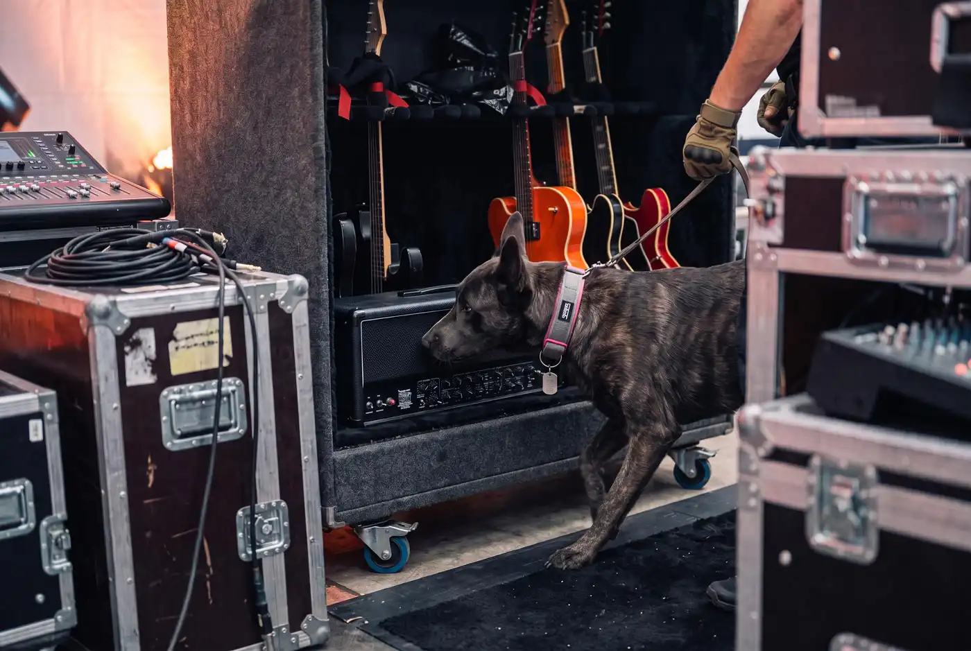 Ein Sprengstoffspürhund durchsucht auf einem Konzert das Equipment nach Sprengstoff