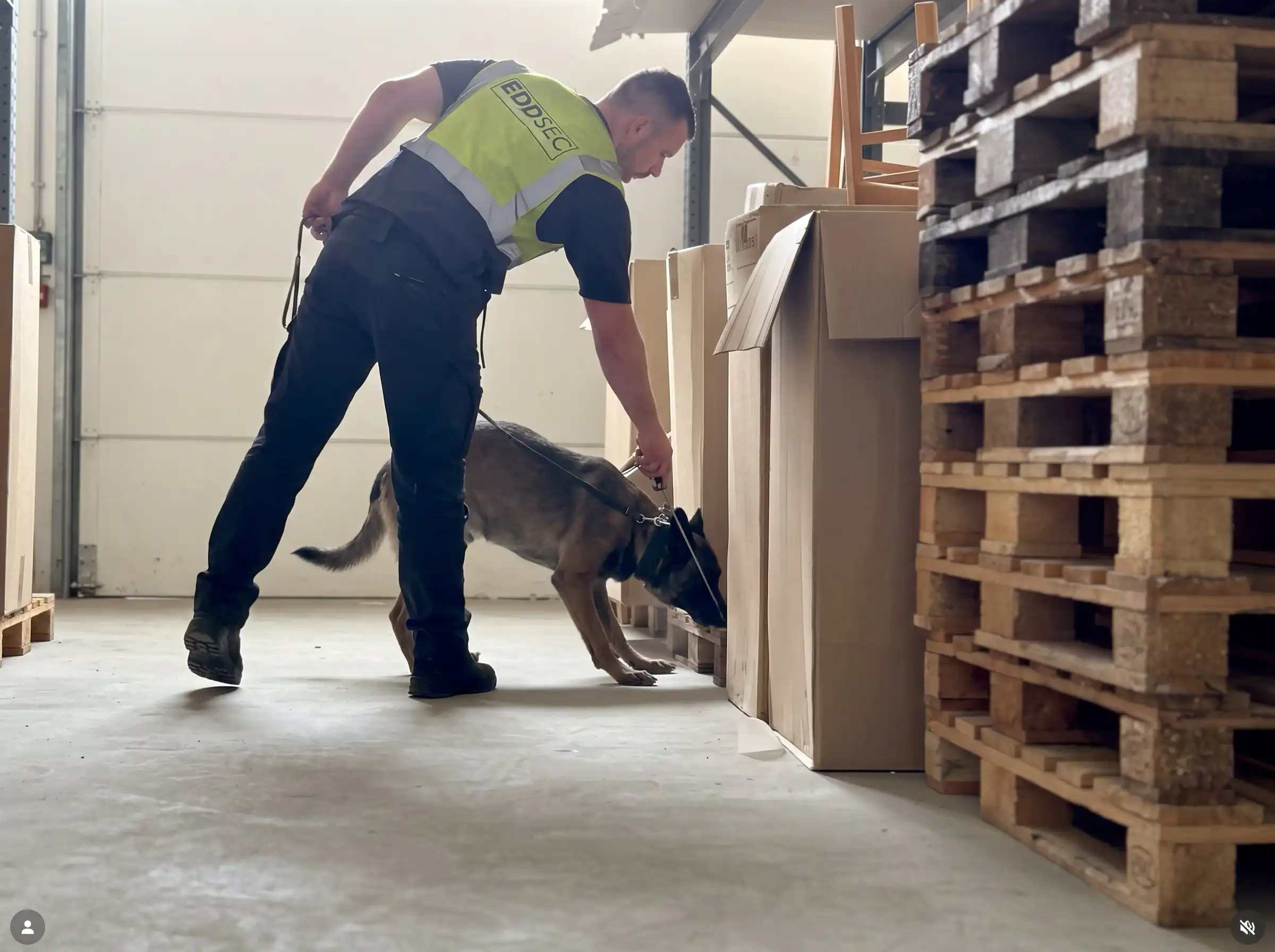 Ein Sprengstoffspürhund beim Training und Durchsuchen von Kartons